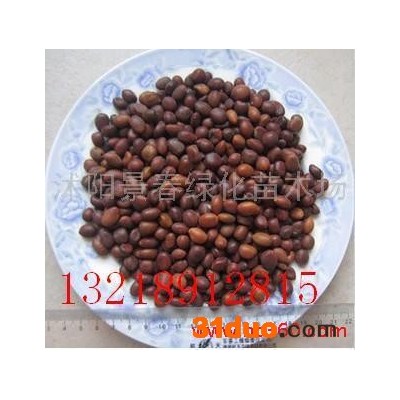 供应皂角种子 三角枫种子