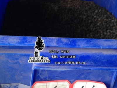 盛夏出品 当年新采收种子 白檀种子 檀香树种子  印度檀香树种子