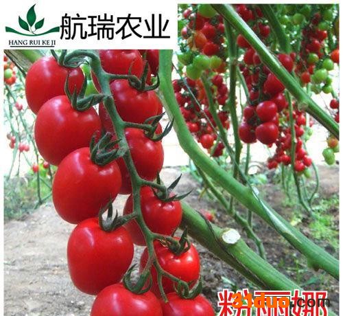 樱桃番茄种子 西红柿种子包邮 -口感好樱桃西红柿种子-粉丽娜