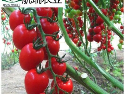 樱桃番茄种子 西红柿种子包邮 -口感好樱桃西红柿种子-粉丽娜