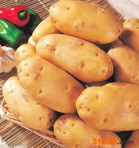 供应土豆种子土豆种子马铃薯种子