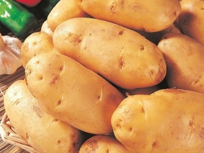 供应土豆种子土豆种子马铃薯种子