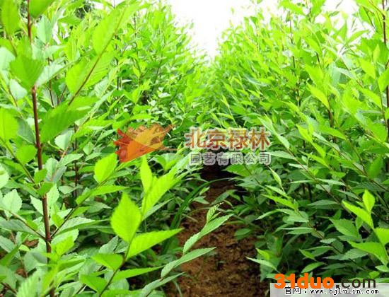供应北京禄林白榆种子 榆树种子 北方绿化林木种子 东北**植物资源