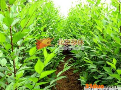 供应北京禄林白榆种子 榆树种子 北方绿化林木种子 东北**植物资源