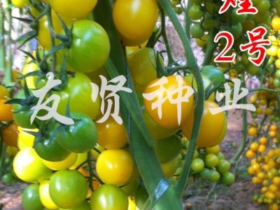辉煌2号西红柿种子番茄种子