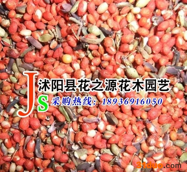 供应花之源种业灌木种子卫矛种子