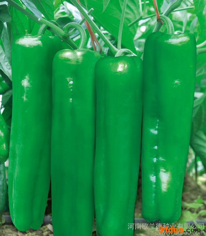 蔬菜种子 青椒种子【汤铨训经典】大椒