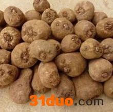 腾辉魔芋种，魔芋种子，花魔芋，云南魔芋种子，花魔芋种子