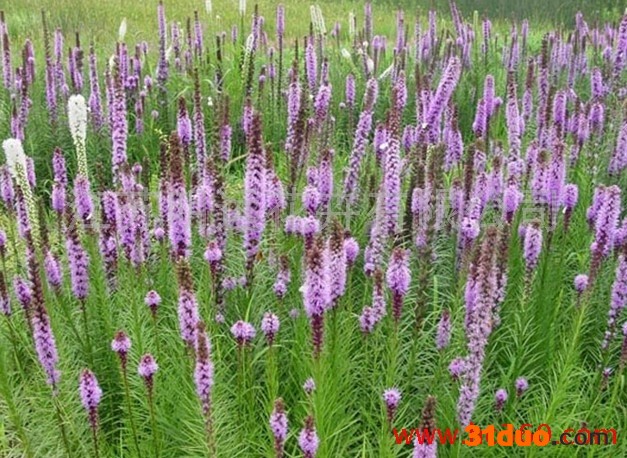 供应明远蛇鞭菊种子常年供应蛇鞭菊种子 花卉种子