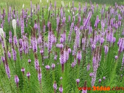 供应明远蛇鞭菊种子常年供应蛇鞭菊种子 花卉种子