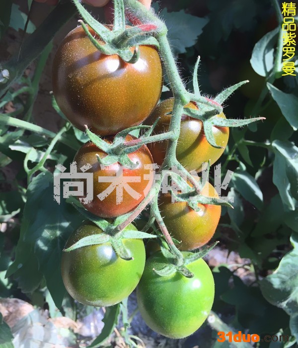 寿光番茄种子 紫色番茄种子种苗 紫罗曼西红柿种子种苗