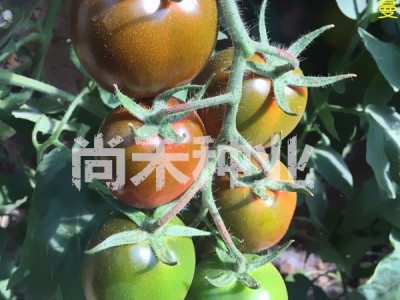 寿光番茄种子 紫色番茄种子种苗 紫罗曼西红柿种子种苗