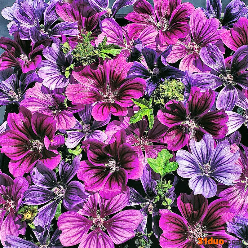 锦葵种子价格 批发锦葵种子 景观绿化种子