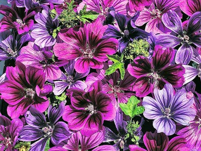 锦葵种子价格 批发锦葵种子 景观绿化种子