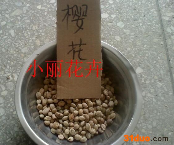 大量樱花种子 桂花种子 草坪种子 牧草种子等