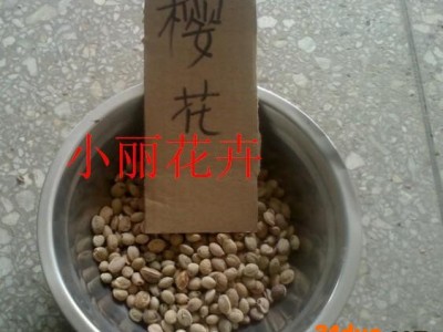 大量樱花种子 桂花种子 草坪种子 牧草种子等