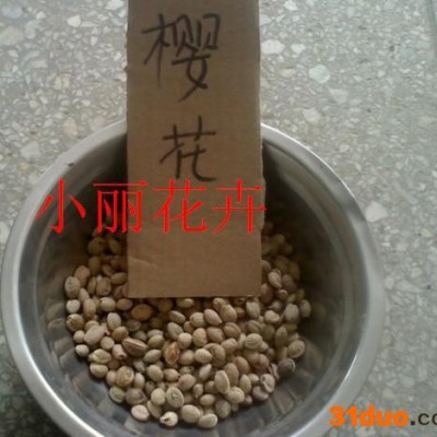 大量樱花种子 桂花种子 草坪种子 牧草种子等