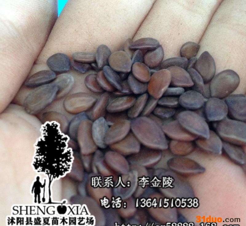 直销绿化乔木种子 合欢   银合欢种子 金合欢种子