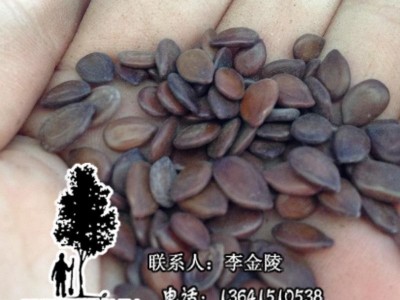 直销绿化乔木种子 合欢   银合欢种子 金合欢种子