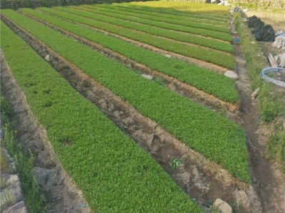 远华苗木场  橘苗种子 积壳苗 积壳种子柑橘种子 橘苗种子