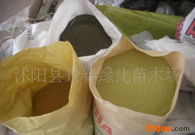 批发黑麦草种子 牧草种子 高羊茅种子等