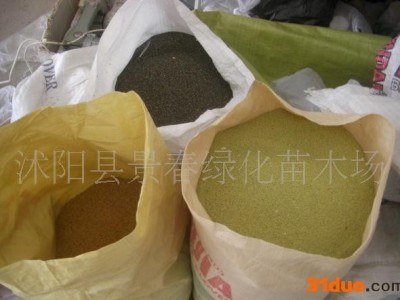 批发黑麦草种子 牧草种子 高羊茅种子等