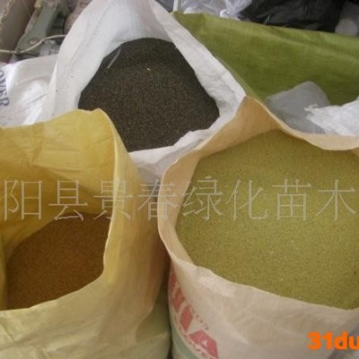 批发黑麦草种子 牧草种子 高羊茅种子等