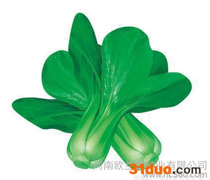 蔬菜种子 直销 青菜种子 【欧美808】