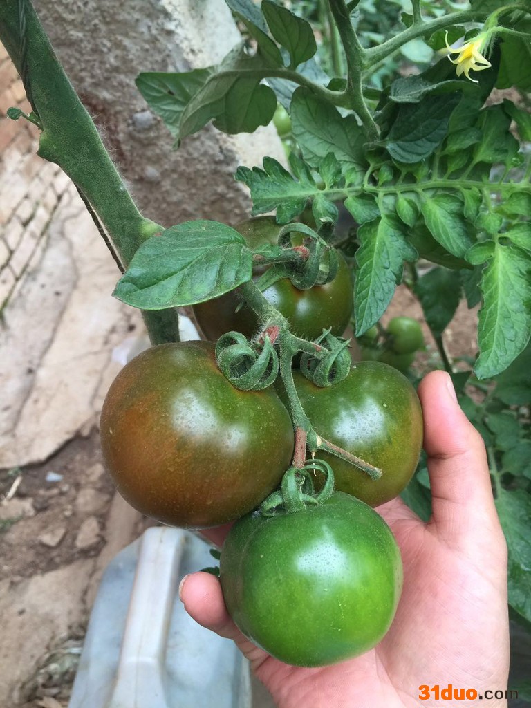 寿光番茄种子  尚禾种业   黑番茄种子种苗 大圆黑西红柿种子种苗大圆紫番茄种子种苗