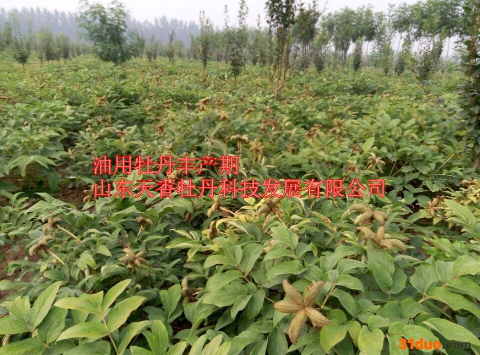 油用牡丹种子-凤丹牡丹种子-太空牡丹种子-**油用牡丹种子-保证发芽了-免费提供育苗、管理技术，种苗回收。价格从优