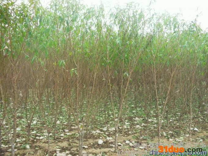 种植桃树苗，桃树苗品种，晚熟桃树苗报价，晚熟桃树苗信息