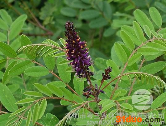 护坡灌木种子丨紫穗槐种子批发