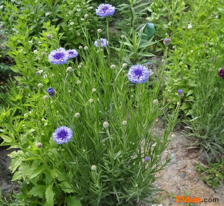 花卉种子 草花种子 矢车菊种子 蓝芙蓉 翠兰 荔枝菊