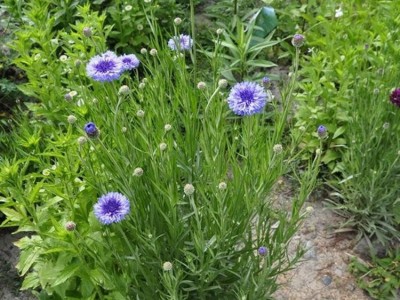 花卉种子 草花种子 矢车菊种子 蓝芙蓉 翠兰 荔枝菊