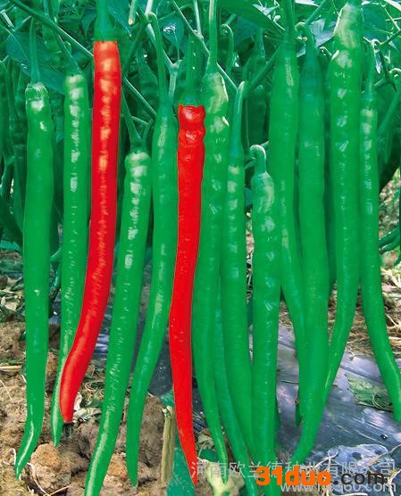 播种辣椒 青椒种子 【绿宝贝蔬菜】种子
