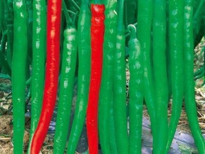 播种辣椒 青椒种子 【绿宝贝蔬菜】种子