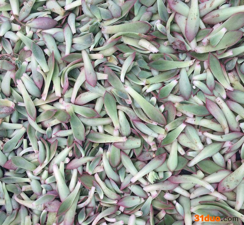 叶片天剑座 多肉叶片 多肉种子 多肉多肉种子