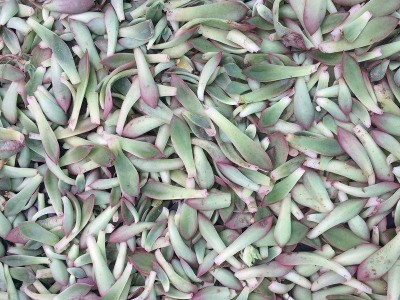 叶片天剑座 多肉叶片 多肉种子 多肉多肉种子