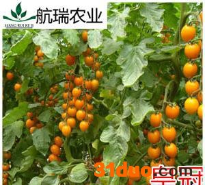 黄色樱桃番茄种子-番茄种子-西红柿种子 包邮 -皇冠
