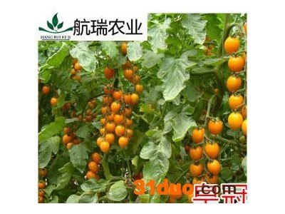 黄色樱桃番茄种子-番茄种子-西红柿种子 包邮 -皇冠