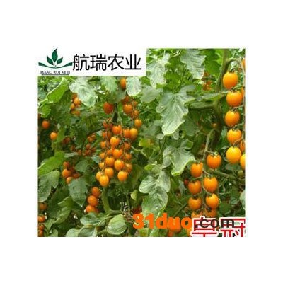 黄色樱桃番茄种子-番茄种子-西红柿种子 包邮 -皇冠