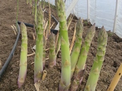 蒙德欧芦笋种子  芦笋种子批发  芦笋价格 中农天腾 芦笋种子 芦笋种子