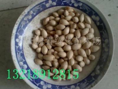 供应**银杏种子 栾树种子