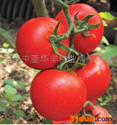 供应蔬菜种子,西红柿种子安莎迪,大红果西红柿种子,抗病西红柿种子