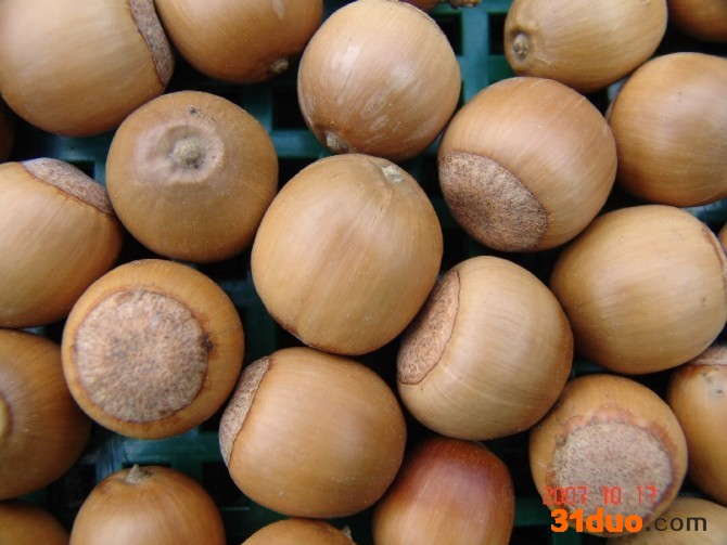 供应橡树种子 栓皮栎种子500吨