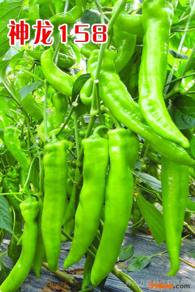 供应**万盛辣椒种子|高产辣椒种子|耐寒辣椒种子|耐热辣椒种子