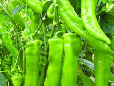 供应**万盛辣椒种子|高产辣椒种子|耐寒辣椒种子|耐热辣椒种子