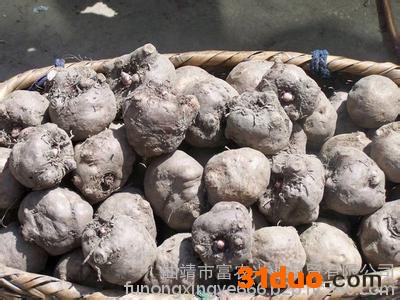 湖北魔芋种子、魔芋种子销售、教你种魔芋、湖北魔芋、魔芋种子、云南魔芋种子