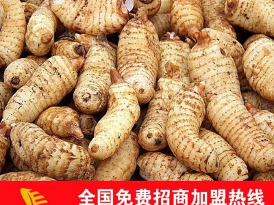 大量供应**天麻种子，乌红**天麻，天麻招商加盟