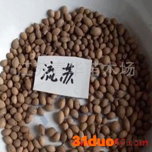 供应春华新采流苏种子又名油根子种子